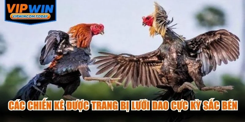Các chiến kê được trang bị những lưỡi dao cực kỳ sắc bén