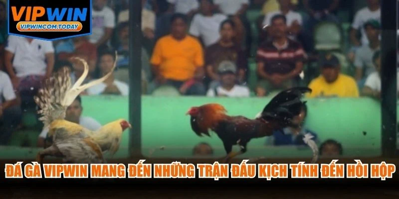 Đá gà VIPWIN mang đến những trận đấu kịch tính đến hồi hộp